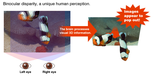 Binocular disparity, a unique human perception